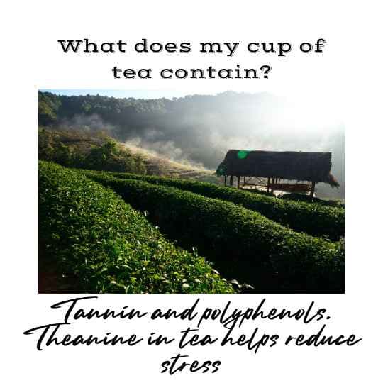 What does my cup of tea contain? Tannin and polyphenols. Theanine in tea helps reduce stress.